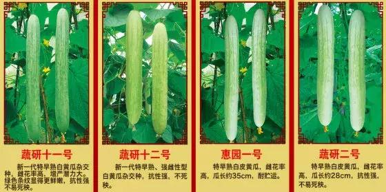 黃三文|科研工作者親嘗180000枚黃瓜葉片,終于破解黃瓜苦味謎題!