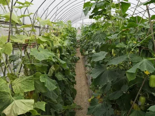 黃三文|科研工作者親嘗180000枚黃瓜葉片,終于破解黃瓜苦味謎題!