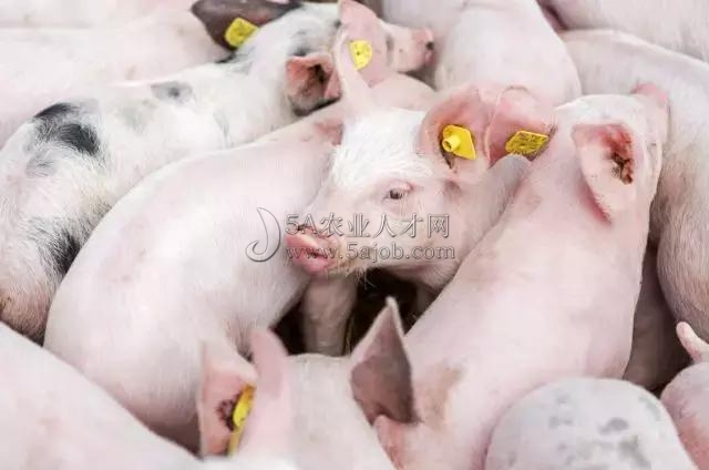 唐中林|馬云、丁磊等跨界進軍養豬業,豬產業發展潛力到底有多大?