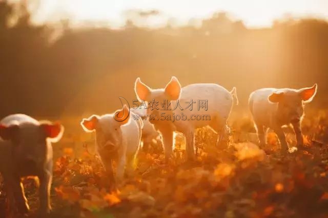 唐中林|馬云、丁磊等跨界進軍養豬業,豬產業發展潛力到底有多大?